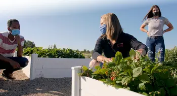 Andrea Schumaker and two students harvesting vegetables in the campus garden