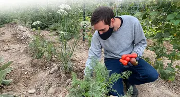 Student harvesting produce from the Campus Garden