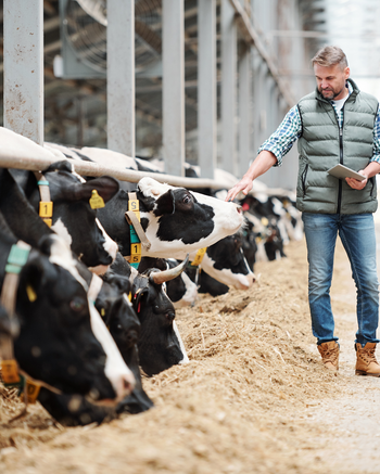 A male rancher and a female veterinarian inspecting cows on a farm