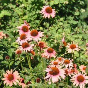Pink and brown flowers 